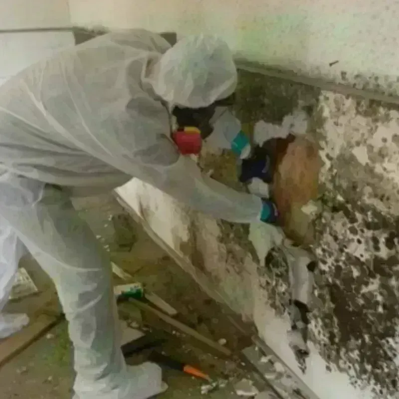 Mold Remediation and Removal in Hooper, UT